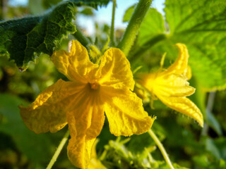 yellow flower on green background