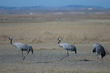 Common cranes Grus grus. Gallocanta Lagoon Natural Reserve. Aragon. Spain.