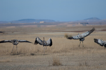 Common cranes Grus grus landing. Gallocanta Lagoon Natural Reserve. Aragon. Spain.