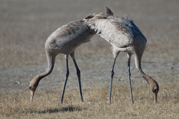 Juvenile of common cranes Grus grus searching for food. Gallocanta Lagoon Natural Reserve. Aragon. Spain.