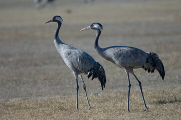 Common cranes Grus grus. Gallocanta Lagoon Natural Reserve. Aragon. Spain.