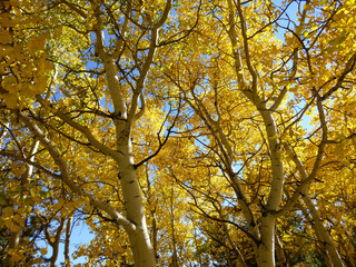 yellow autumn trees