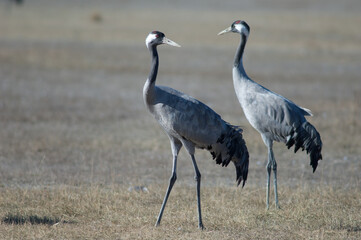 Common cranes Grus grus. Gallocanta Lagoon Natural Reserve. Aragon. Spain.