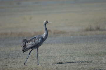 Juvenile common crane Grus grus. Gallocanta Lagoon Natural Reserve. Aragon. Spain.