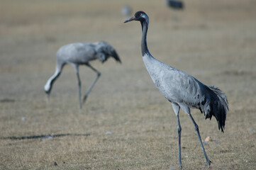 Common crane Grus grus. Gallocanta Lagoon Natural Reserve. Aragon. Spain.