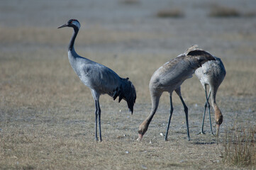 Naklejka premium Common cranes Grus grus. One adult and two juveniles searching for food. Gallocanta Lagoon Natural Reserve. Aragon. Spain.