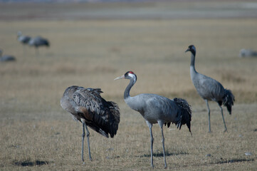 Common cranes Grus grus. Juvenile preening and adult. Gallocanta Lagoon Natural Reserve. Aragon. Spain.
