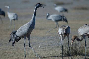 Common cranes Grus grus. One adult calling and two juveniles searching for food. Gallocanta Lagoon Natural Reserve. Aragon. Spain.