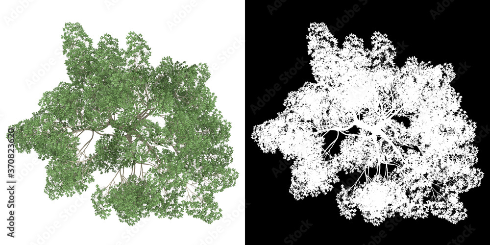 Canvas Prints top view of tree (magnolia virginiana) png with alpha channel to cutout 3d rendering. for forest and