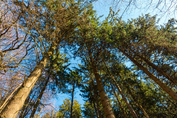 Low angel view of some trees in the wood on a sunny day with blue sky