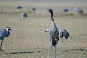 Common crane Grus grus calling. Gallocanta Lagoon Natural Reserve. Aragon. Spain.