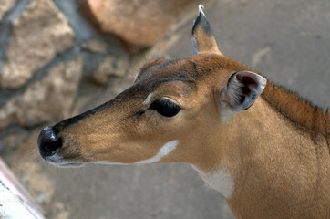 portrait of a deer