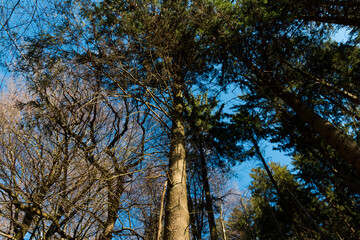 Low angel view of some trees in the wood on a sunny day with blue sky