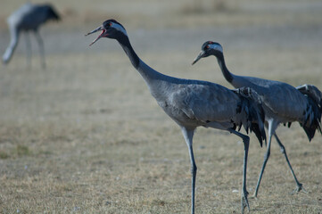 Common crane Grus grus calling. Gallocanta Lagoon Natural Reserve. Aragon. Spain.