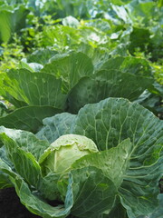 Naklejka premium Agricultural summer background. A bed with growing cabbage.