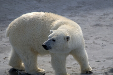 Naklejka na ściany i meble polar bear on the ice