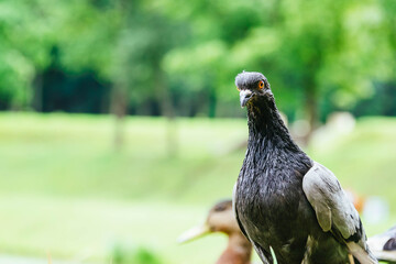  Ugly skinny pigeon-looking at the camera, against the background of green grass