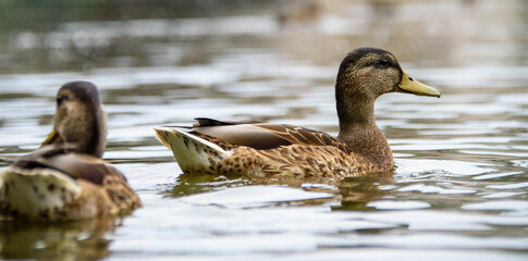  Many ducks in the lake swim in the summer Park.