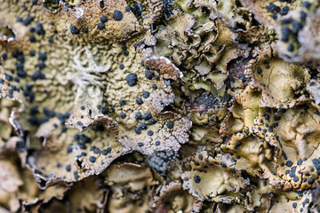 Rock Tripe Lichen (Umbilicaria torrefacta)