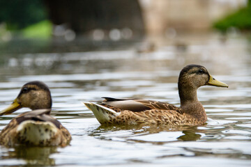 Fototapeta premium Many ducks in the lake swim in the summer Park.