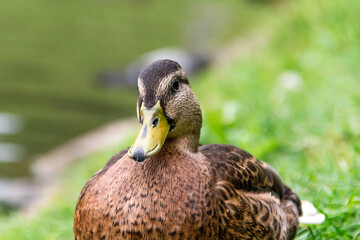  gray duck on the grass in the summer in the Park close-up.
