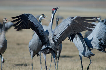 Common cranes Grus grus fighting. Gallocanta Lagoon Natural Reserve. Aragon. Spain.