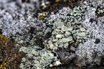 Lichen Community on a Rock, WA © Hanjo Hellmann