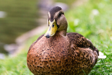  gray duck on the grass in the summer in the Park close-up.
