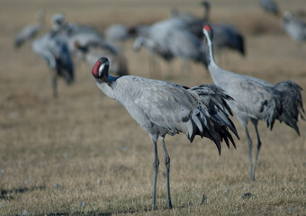 Common crane Grus grus preening. Gallocanta Lagoon Natural Reserve. Aragon. Spain.