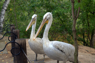 pelicans on the beach