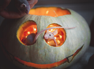 Pretty Hairless albino mice with Haloween pumpkins