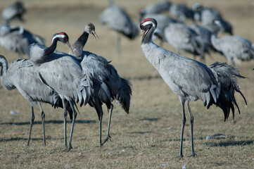 Obraz premium Common cranes Grus grus preening. Gallocanta Lagoon Natural Reserve. Aragon. Spain.