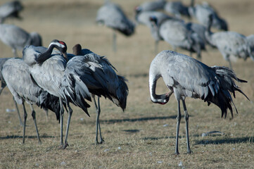 Common cranes Grus grus preening. Gallocanta Lagoon Natural Reserve. Aragon. Spain.