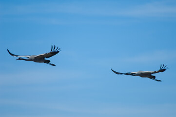 Common cranes Grus grus in flight. Gallocanta Lagoon Natural Reserve. Aragon. Spain.