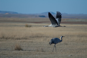 Common cranes Grus grus. Gallocanta Lagoon Natural Reserve. Aragon. Spain.