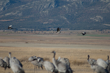 Common cranes Grus grus in flight. Gallocanta Lagoon Natural Reserve. Aragon. Spain.
