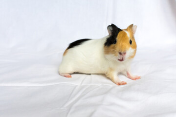 Red-haired with white spots guinea pig on a white wall background.