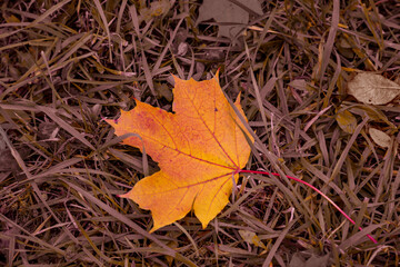 Autumn natural background. Fallen yellow maple leaf on faded grass.