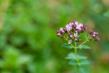 Oregano plant. macro shot, close-up, field lilac fragrant flowers. Organic natural seasoning.