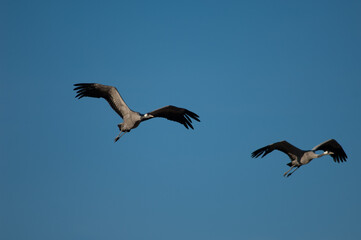 Fototapeta na wymiar Common cranes Grus grus in flight. Gallocanta Lagoon Natural Reserve. Aragon. Spain.