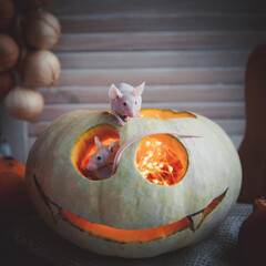 Pretty Hairless albino mice with Haloween pumpkins