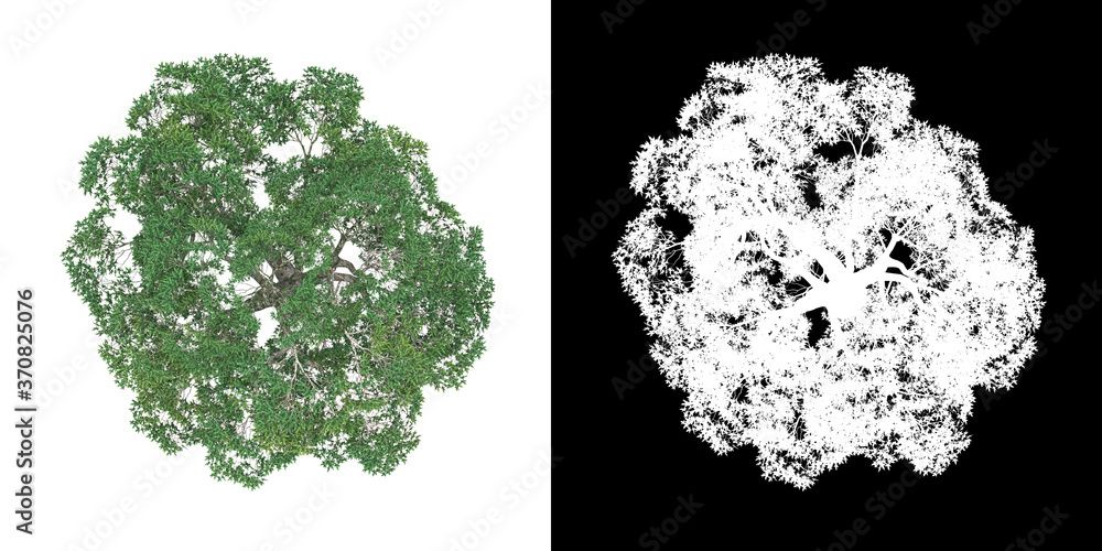 Wall mural top view of tree (platanus summer) png with alpha channel to cutout 3d rendering. for forest and nat