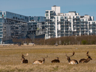 Amager fælled dådyr