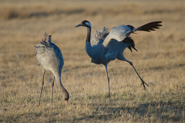 Common cranes Grus grus. Adult stretching and juvenile searching for food. Gallocanta Lagoon Natural Reserve. Aragon. Spain.