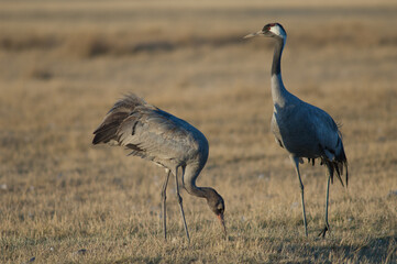Common cranes Grus grus. Adult and juvenile searching for food. Gallocanta Lagoon Natural Reserve. Aragon. Spain.
