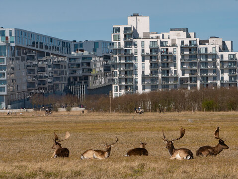Amager f&aelig;lled d&aring;dyr