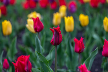 Fototapeta premium Nice color tulip flowers after the spring rain nature flora