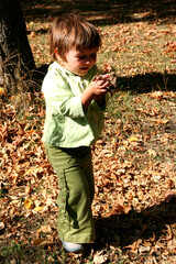 a small child collects autumn leaves