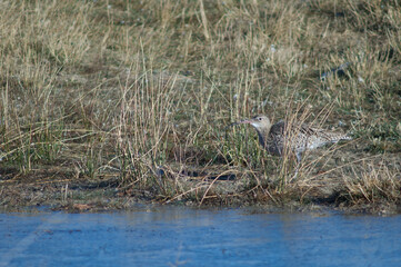 Eurasian curlew Numenius arquata. Gallocanta Lagoon Natural Reserve. Aragon. Spain.