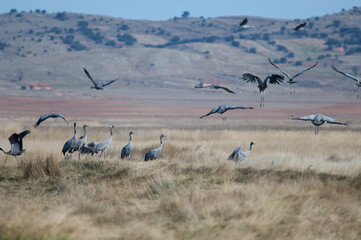 Common cranes Grus grus. Gallocanta Lagoon Natural Reserve. Aragon. Spain.
